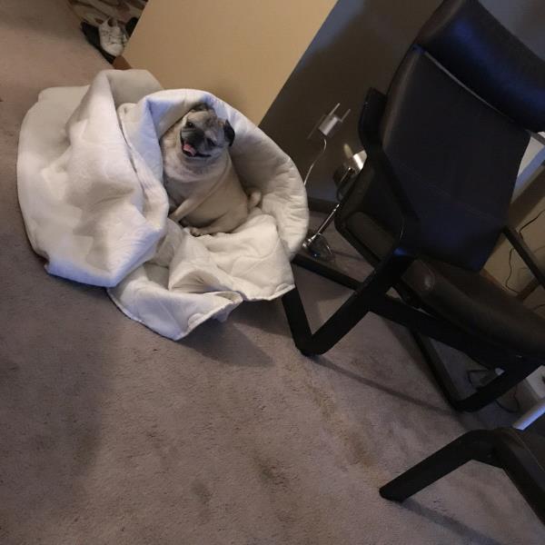 /images/uploads/pug nation rescue of los angeles/pugnation2020/entries/11751thumb.jpg